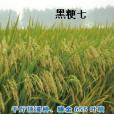 黑粳7 黑粳7