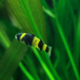 蜜蜂魚 蜜蜂魚