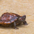 太陽龜(刺山龜)