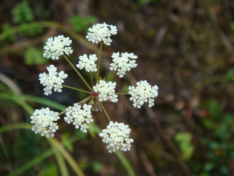 花吉落村 花吉落村