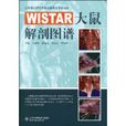 WISTAR大鼠解剖圖譜