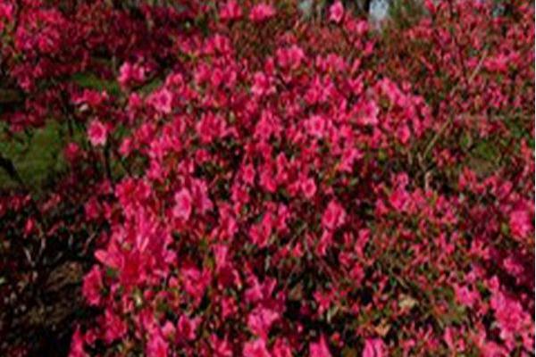 Rhododendron \x27Boudoir\x27