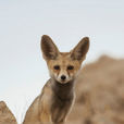 赤狐阿拉伯亞種