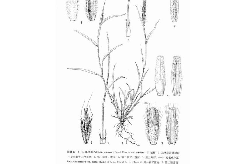 單序草屬 單序草屬