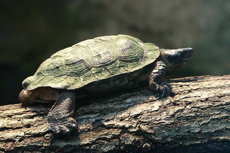 森林石龜