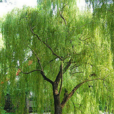 柳屬 柳屬