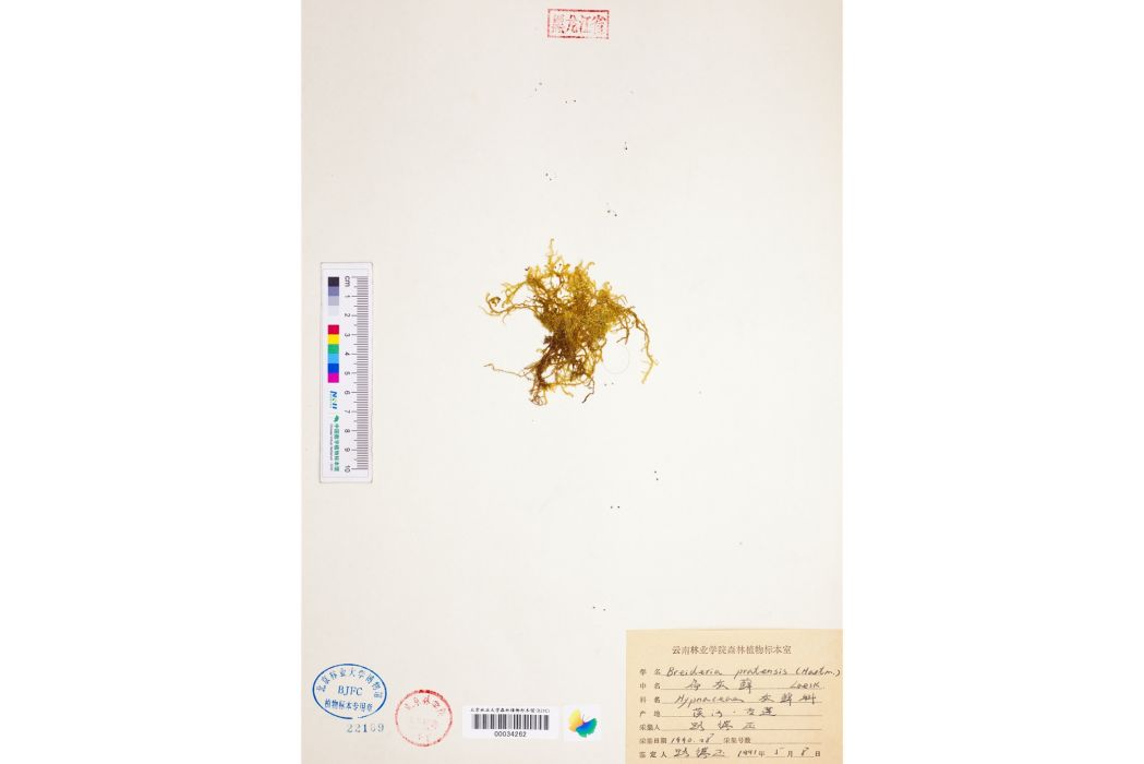 扁灰蘚 扁灰蘚