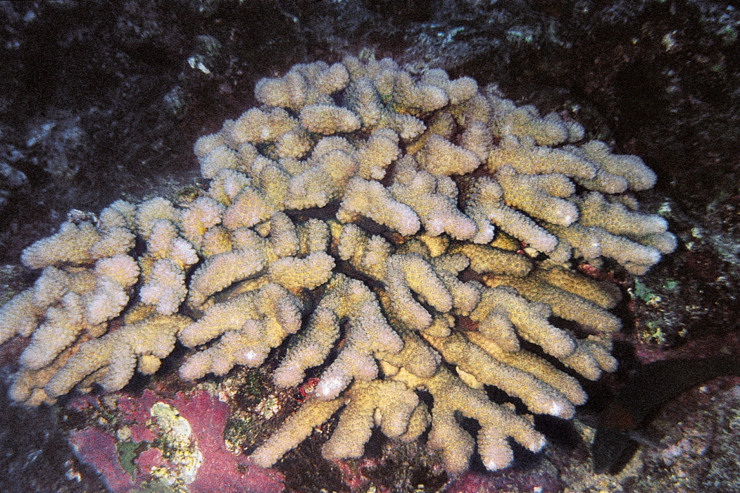 莫洛基尼島杯形珊瑚