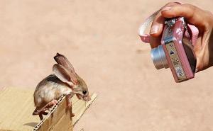 長耳跳鼠在世界自然保護聯盟被列為瀕危物種