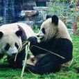 國慶熊貓 國慶熊貓