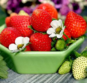 草莓生產