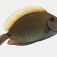 雙斑刺尾魚(斑面倒吊) 雙斑刺尾魚(斑面倒吊)