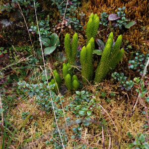Phlegmariurus stephani