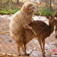羊鹿戀 羊鹿戀