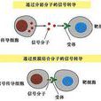 細胞通信 細胞通信