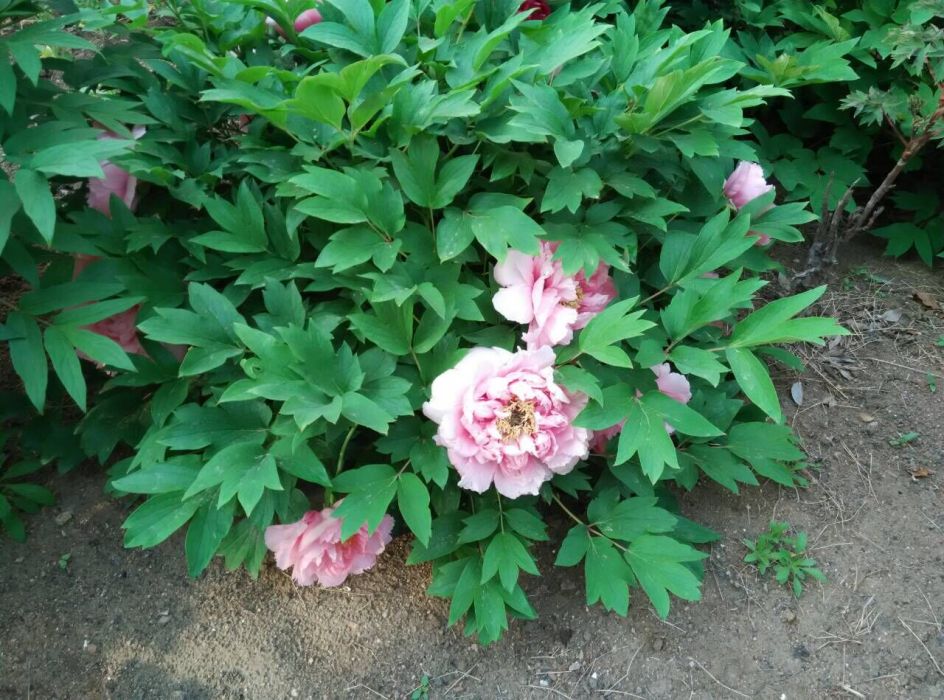 風蟬嬌 風蟬嬌