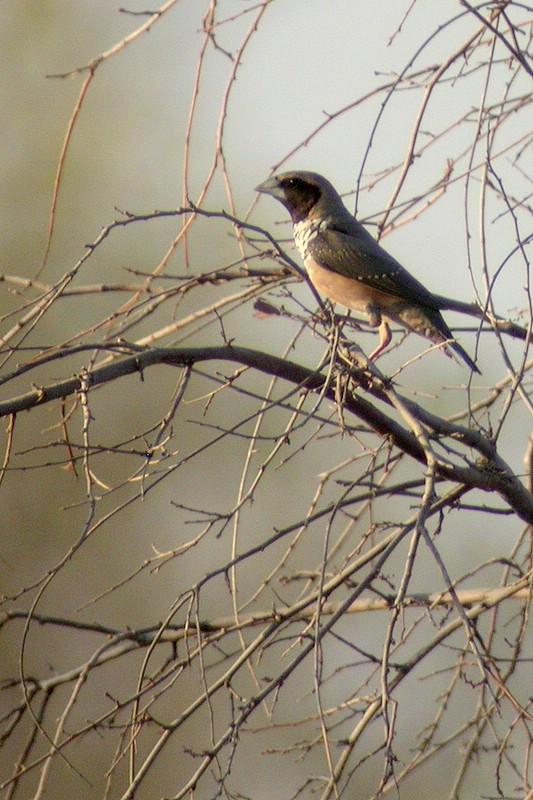 斑胸文鳥