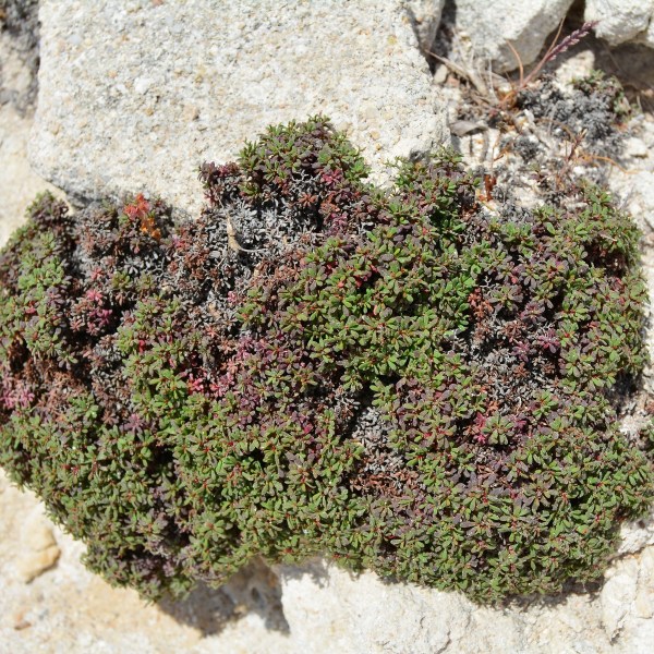 Limonium obtusifolium