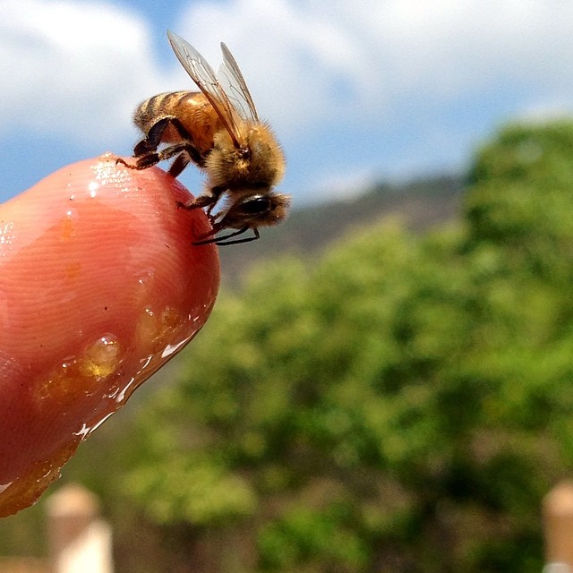 有機蜂蜜