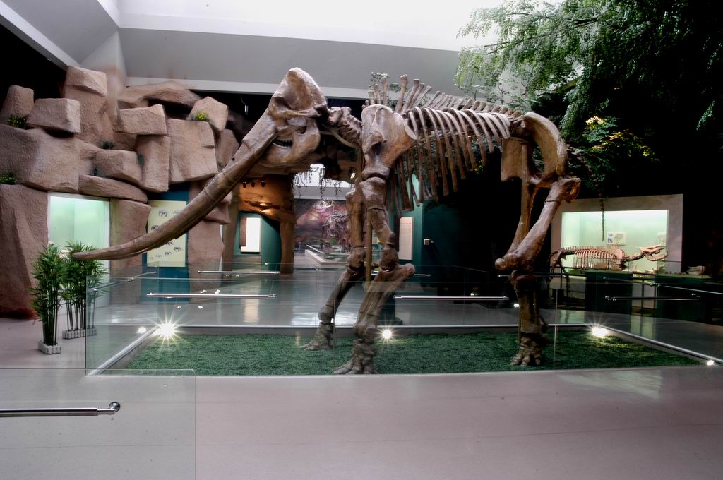 “甘肅古生物化石”展廳