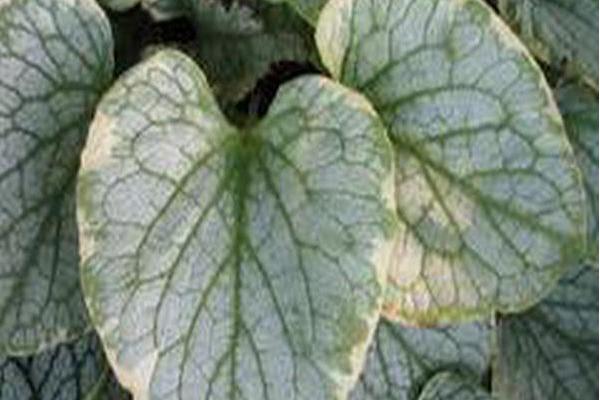 Brunnera macrophylla \x27King\x27s Ransom\x27 Brunnera macrophylla \x27King\x27s Ransom\x27