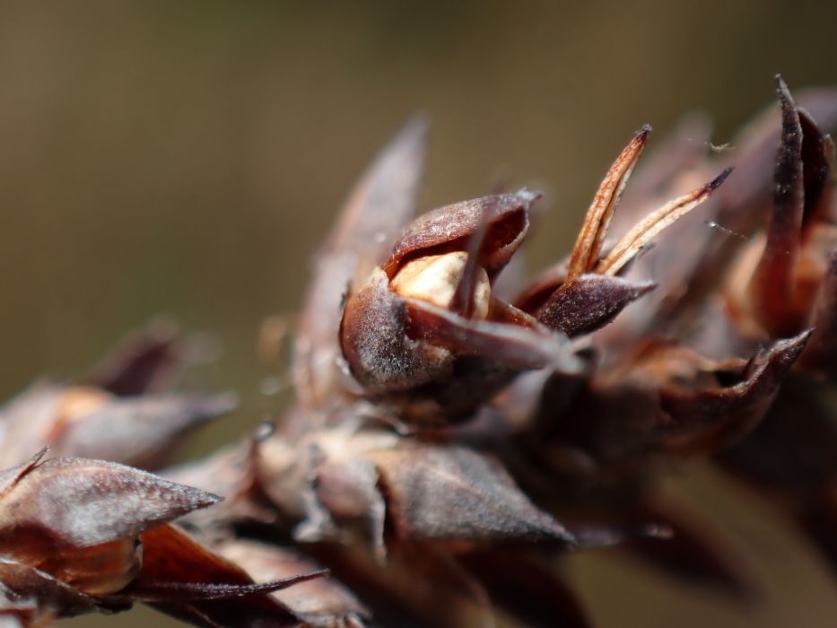 Lepidosperma calcicola