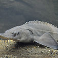 鱘屬(鱘鰉魚)