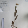 堇舌紫菀 堇舌紫菀