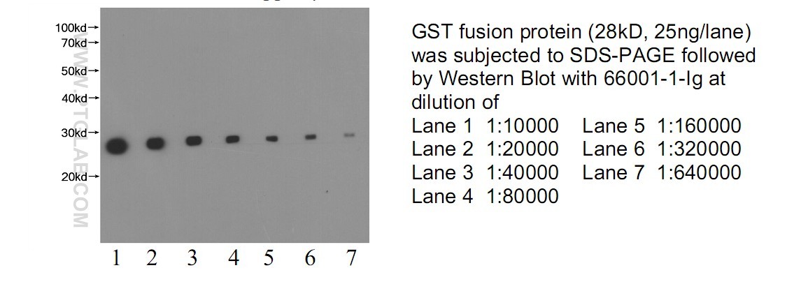 Proteintech GST單抗WB結果