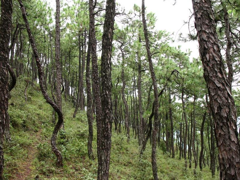 樹金崗村自然資源-生態林