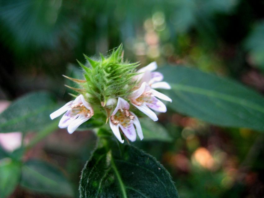 鱗花草(爵床科鱗花草屬植物) 鱗花草(爵床科鱗花草屬植物)