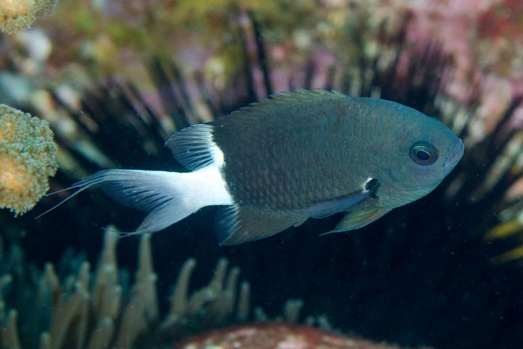 波光鰓魚屬 波光鰓魚屬
