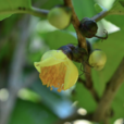 簇蕊金花茶 簇蕊金花茶