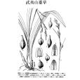 武夷山薹草 武夷山薹草