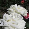 雪花(薔薇屬月季栽培品種) 雪花(薔薇屬月季栽培品種)