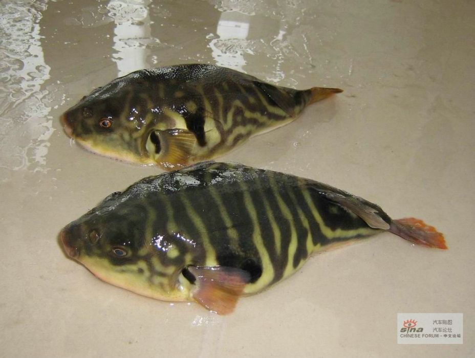 弓斑河豚 弓斑河豚