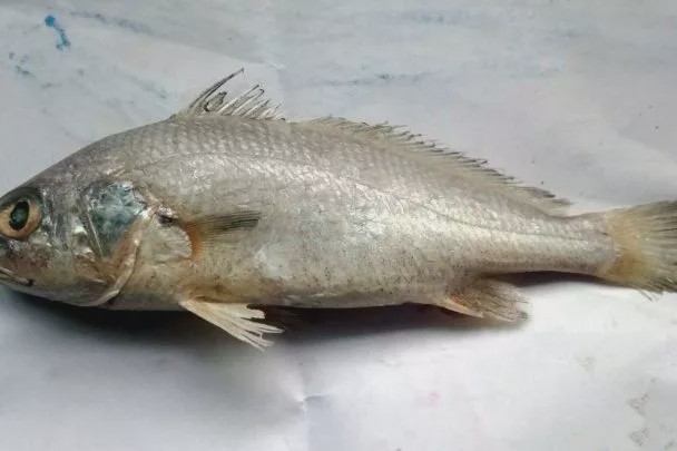 叫姑魚屬 叫姑魚屬