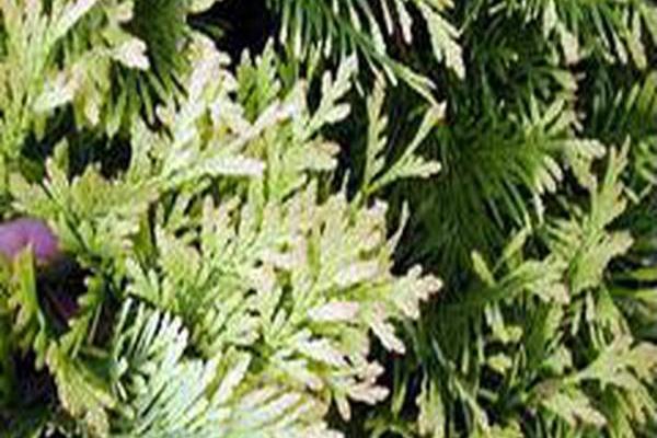 Thuja occidentalis (Aurea Group)
