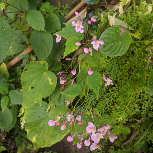 Begonia rubella