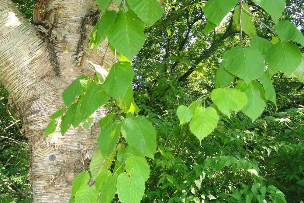 西南樺家系287 西南樺家系287