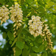 白花槐 白花槐