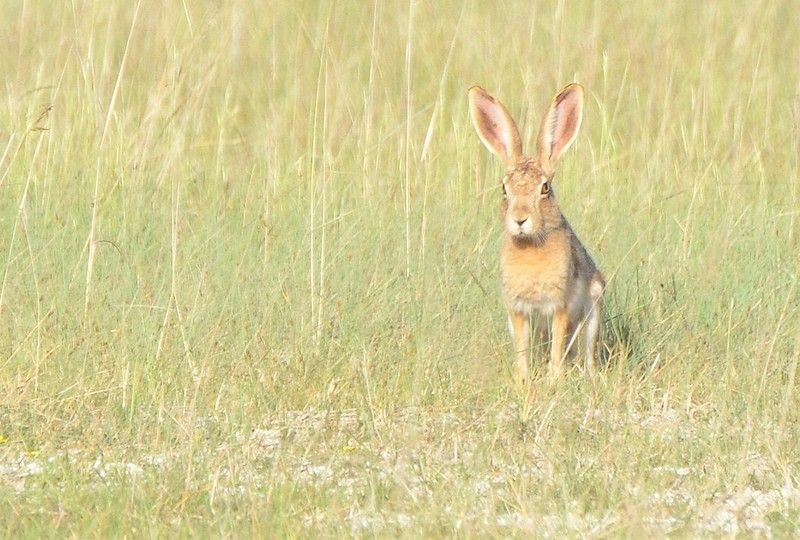草原野兔 草原野兔