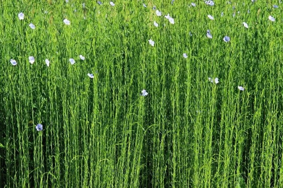 隴亞14號 隴亞14號