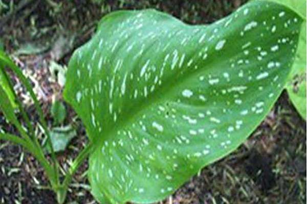Zantedeschia elliottiana Zantedeschia elliottiana