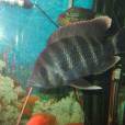 淡水蘇眉魚 淡水蘇眉魚