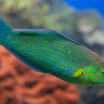 黑尾海豬魚 黑尾海豬魚
