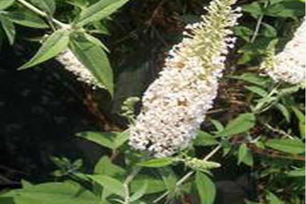 Buddleja davidii \x27White Profusion\x27