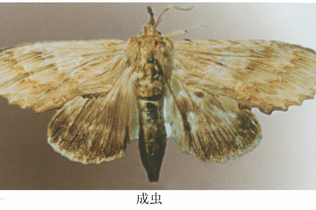 幽蠶舟蛾