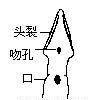 紐形動物 紐形動物