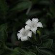 白馬骨(茜草科白馬骨屬)